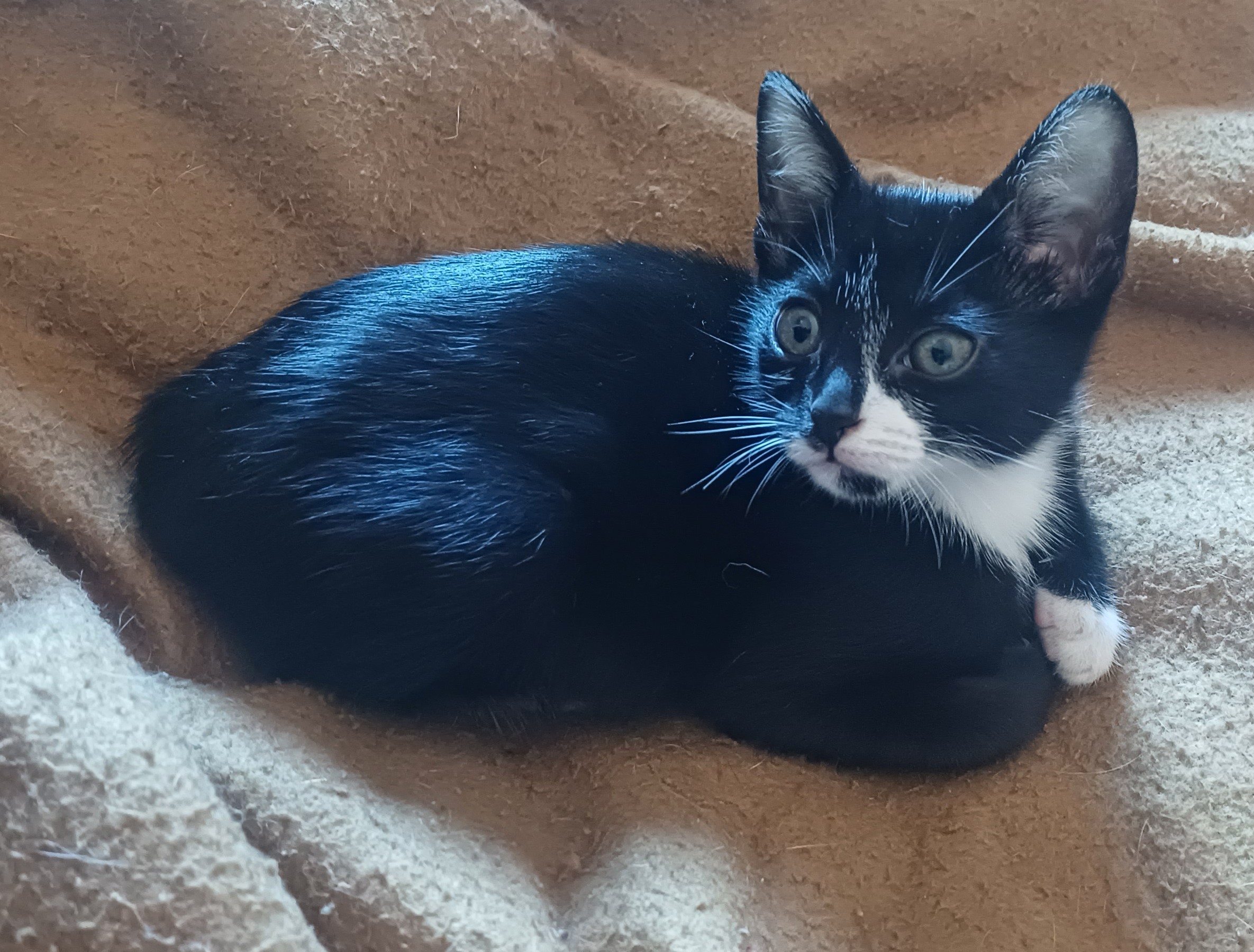Frodo